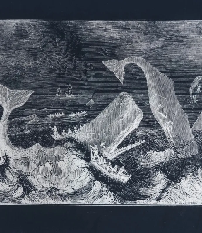 Whales attacking boats