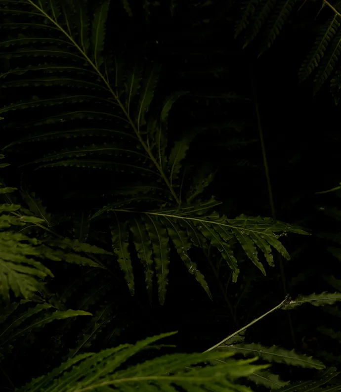 Dark fern leaves