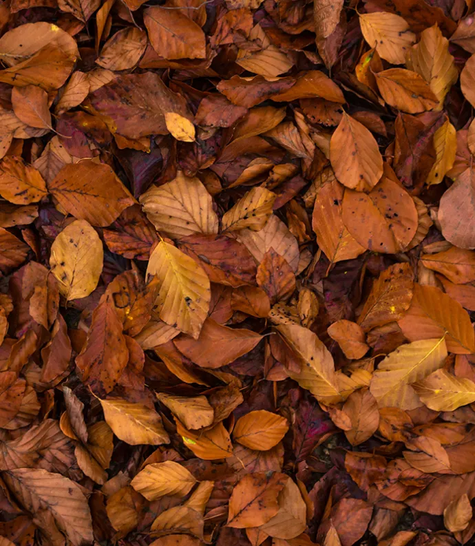 Dead brown leaves