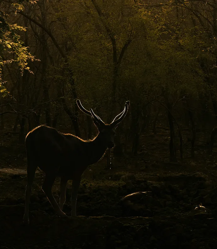 Deer in woods