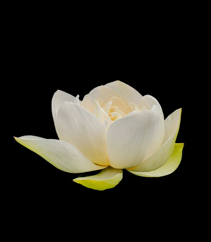 Lotus Flower Image