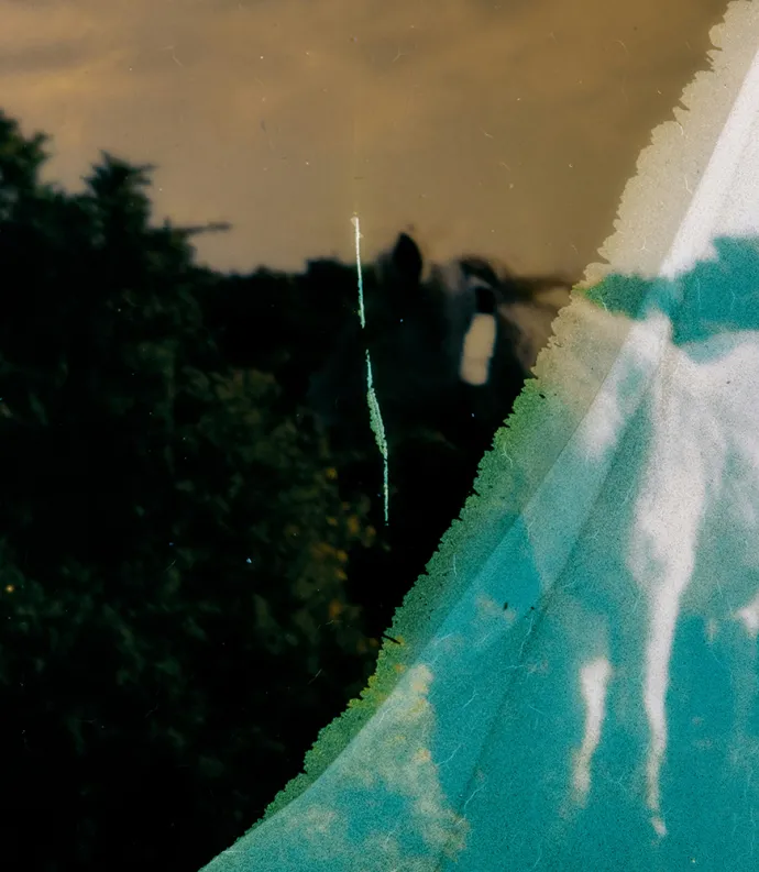 Overexposed photo of white horse 