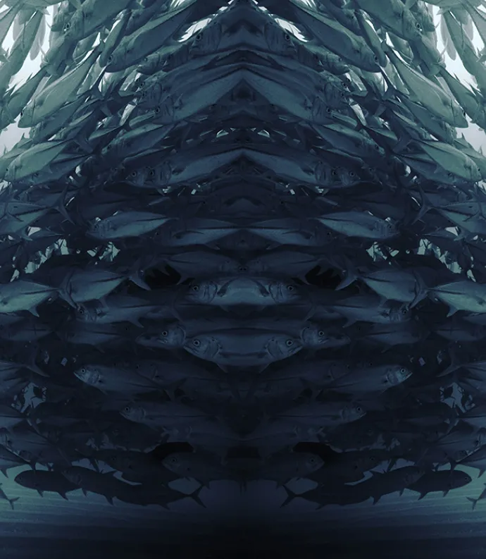 School of Fish Header