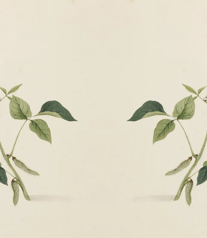 soybeans watercolor