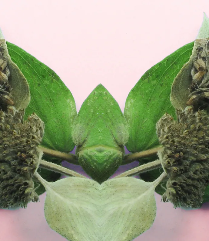 Synchlora aerata pupa