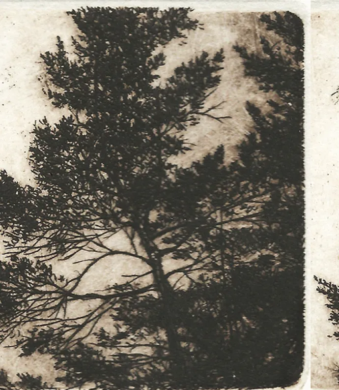 Trees blowing in the wind