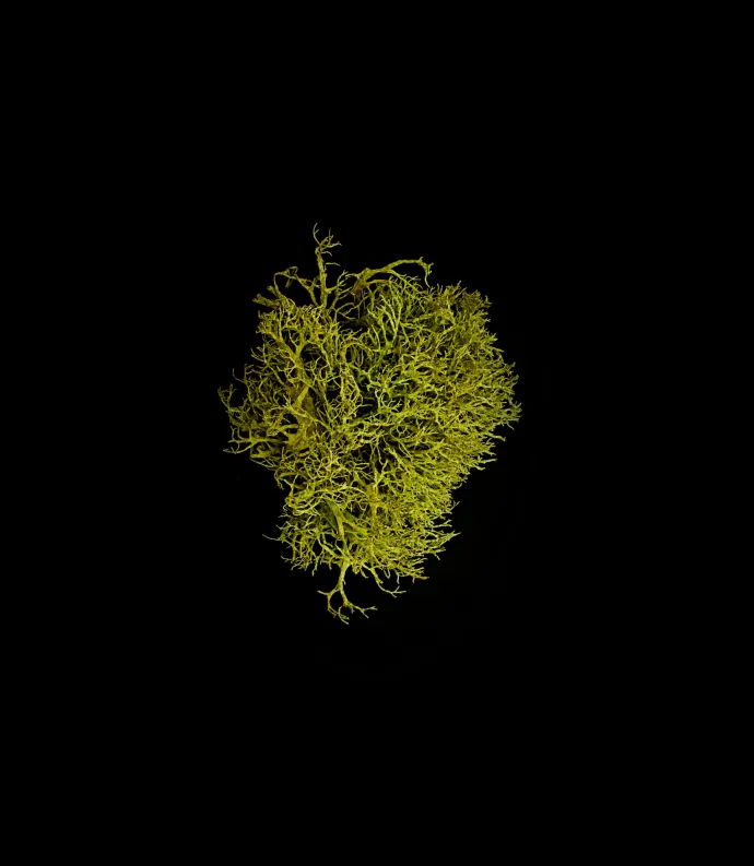 wolf lichen on black background