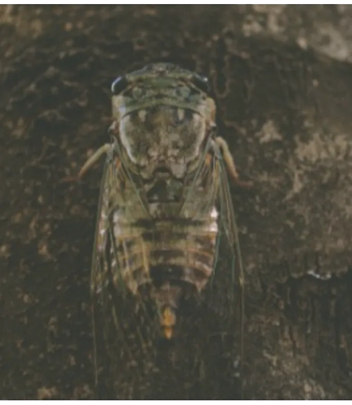 Locust