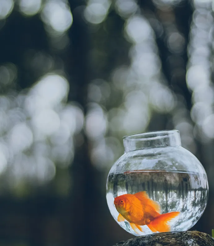 a goldfish in a bowl