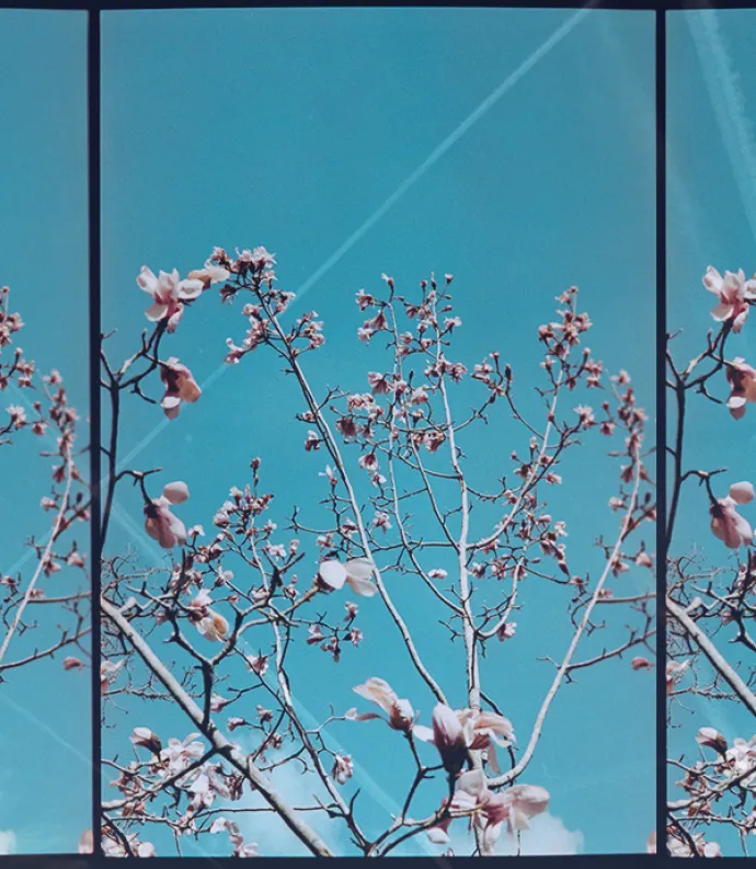 Magnolia Trees and blue sky