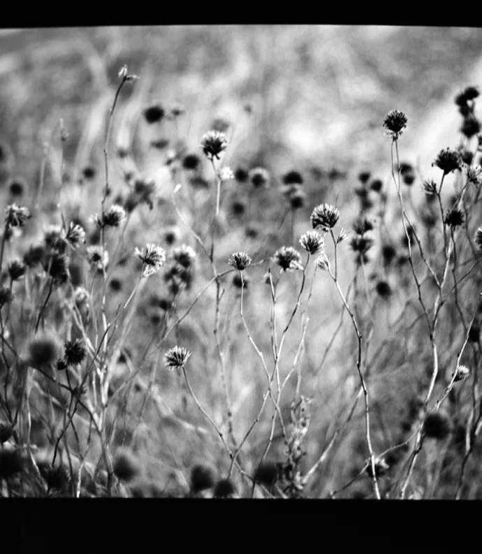 black and white flowers