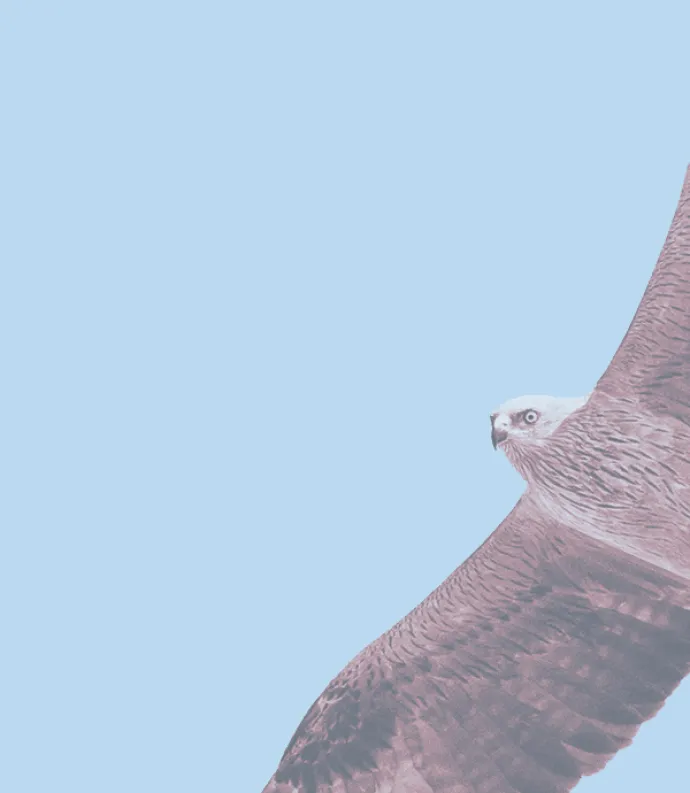 Hawk in flight.