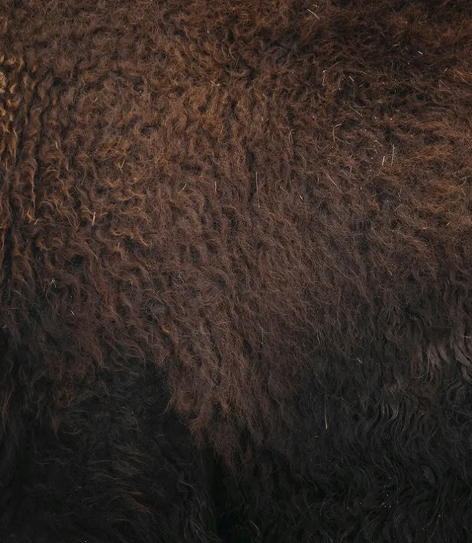 buffalo hide