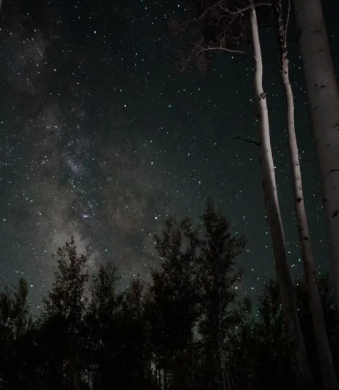 Dark forest sky