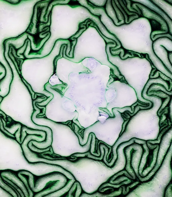 closeup cut cabbage