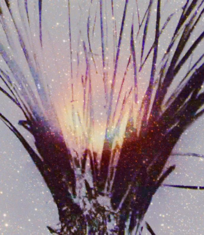 A glimmering tuft of grass