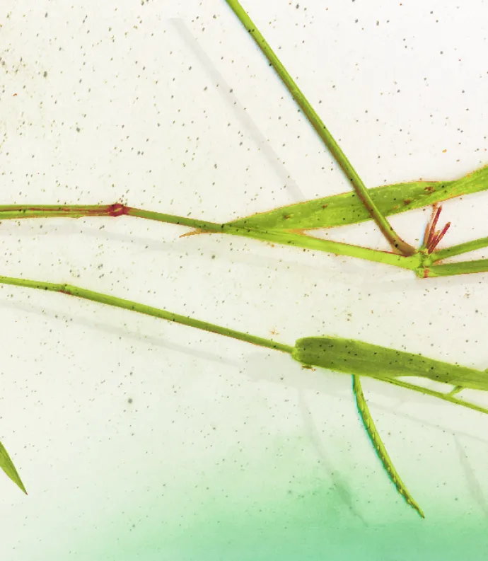 A blade of grass