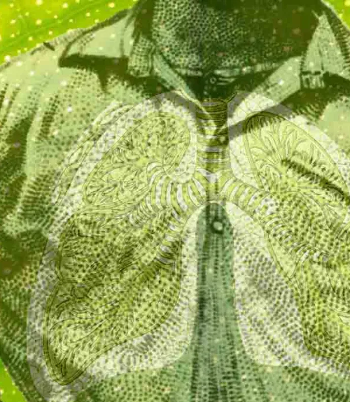 Whitman's chest with transparent lungs