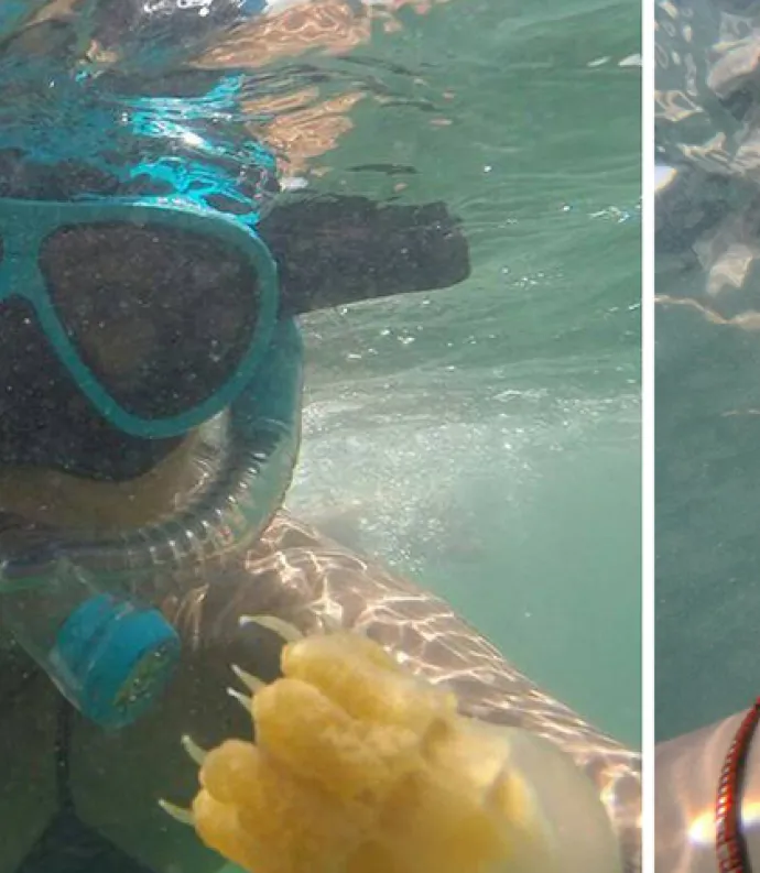 Jellyfish and swimmer