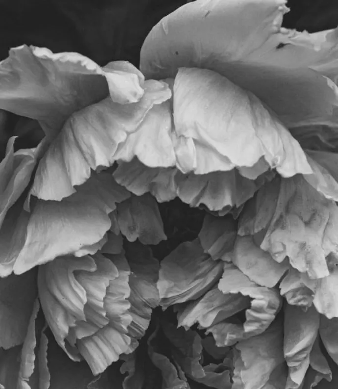 peony photo by Gayatri Malhotra for Unsplash
