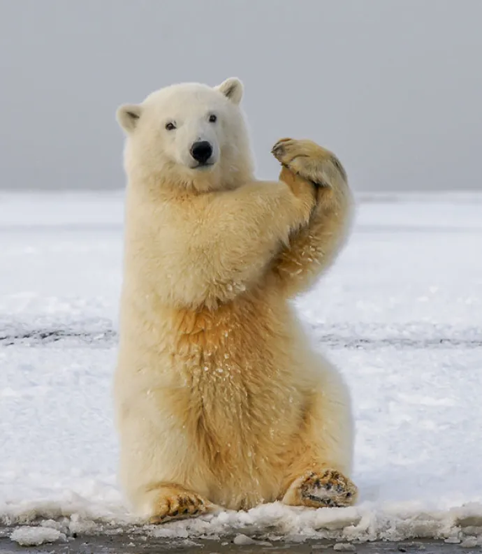 Header Graphic: A polar bear showing gesturing for time out | Image Credit: Hans-Jurgen Mager via Unsplash
