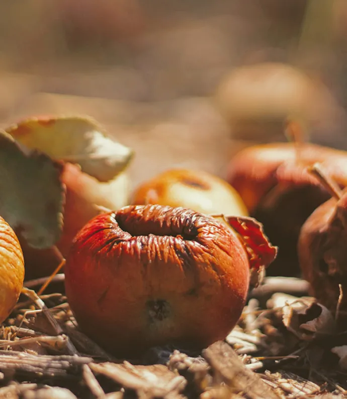 Header Graphic: Rotting Apples | Image Credit: Unsplash