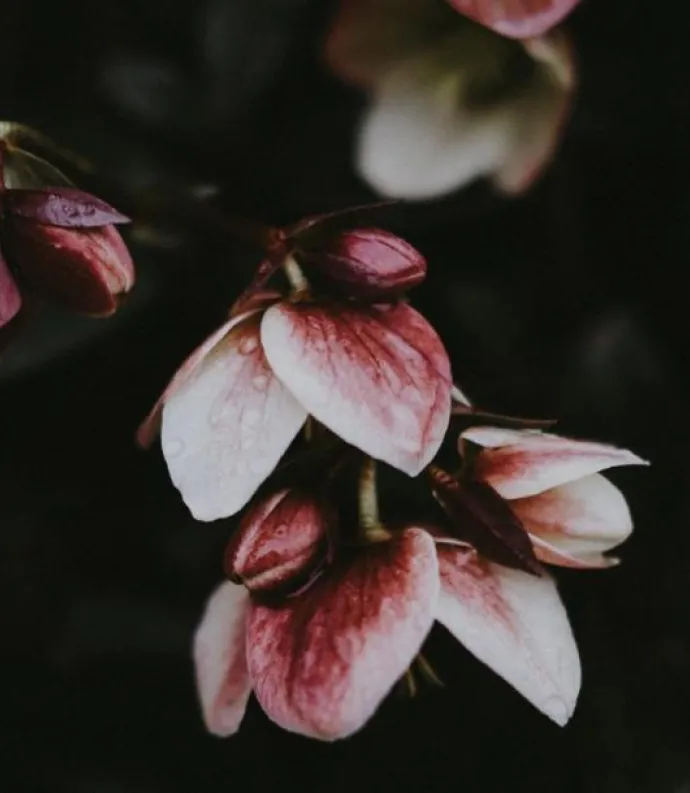 image of flowers