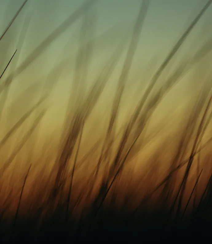 Sunset with grass in foreground
