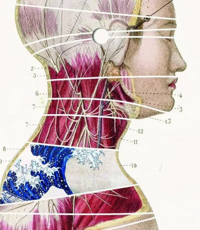 Cover image of The Body Alone by Nina Lohman