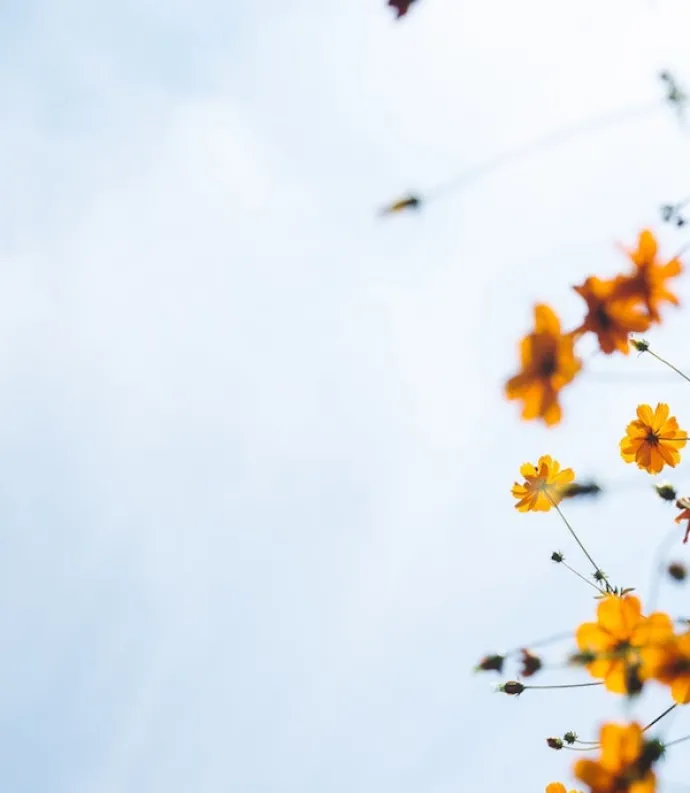 Image by Masaaki Komori of yellow flowers against a blue sky