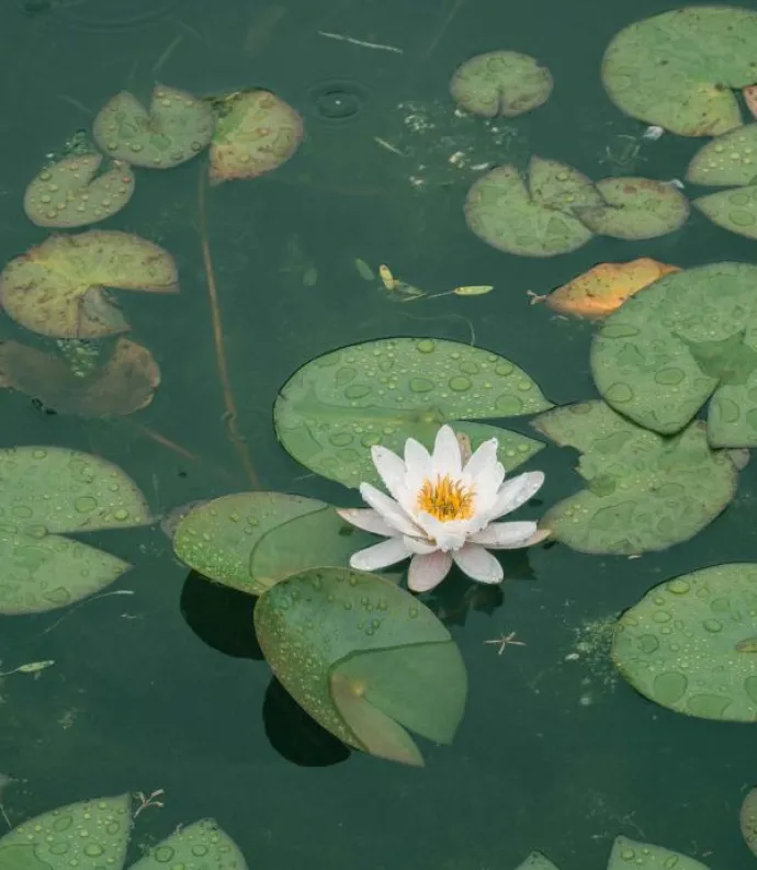 Header Graphic: lily pads and flower on a pond | Image Credit: Lee Soo Hyun
