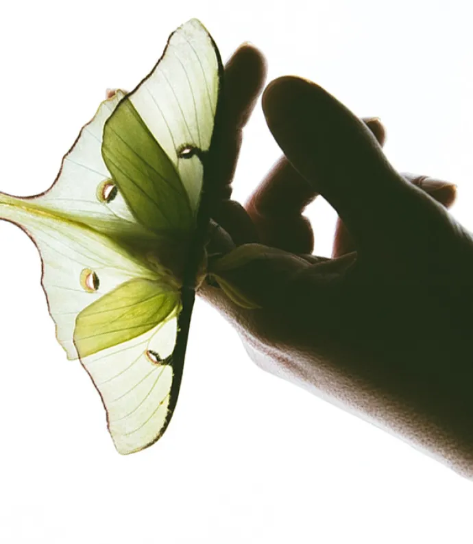 Luna Moth