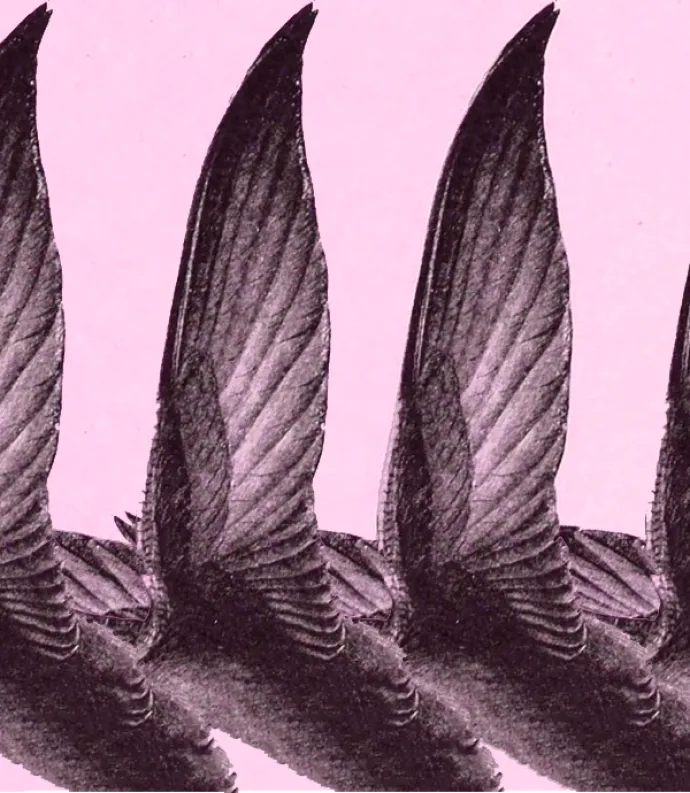 Swift wings