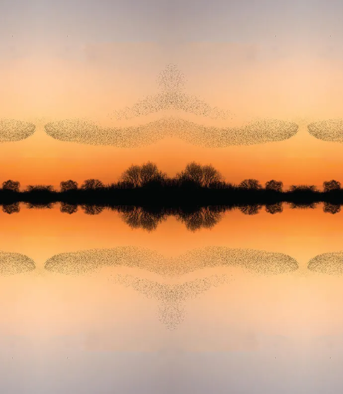 Dark trees reflecting against water with a backdrop of an orange sky
