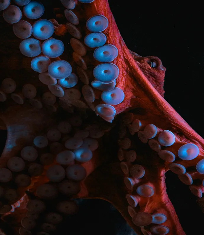 octopus