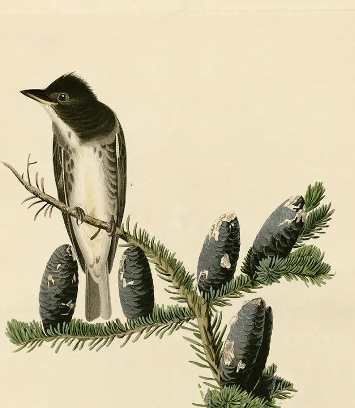 olive-sided flycatcher