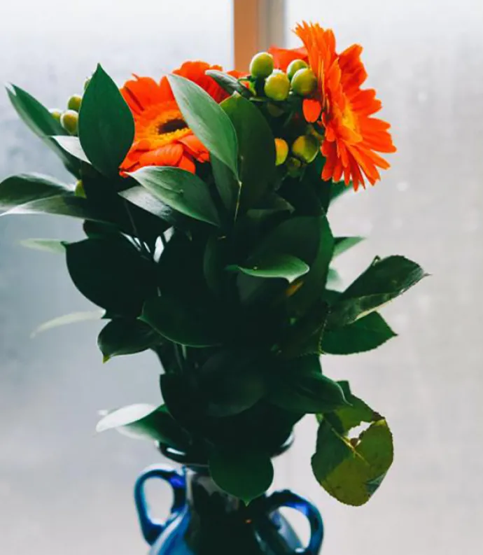 Header Graphic - Joah Wilburne - Unsplash