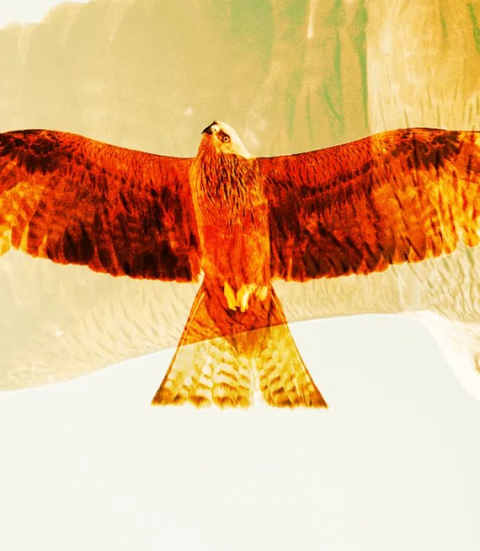 Hawk in flight.