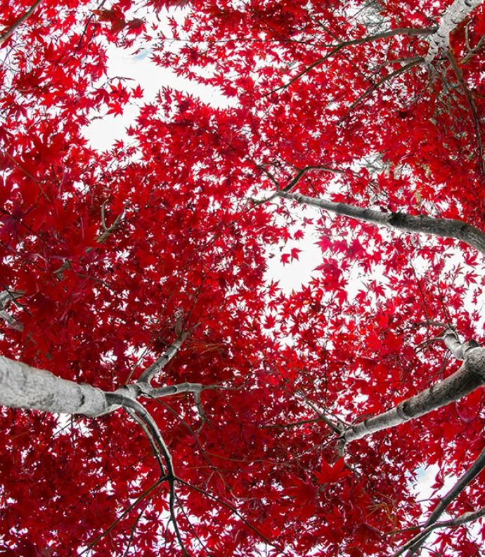red maple leaves