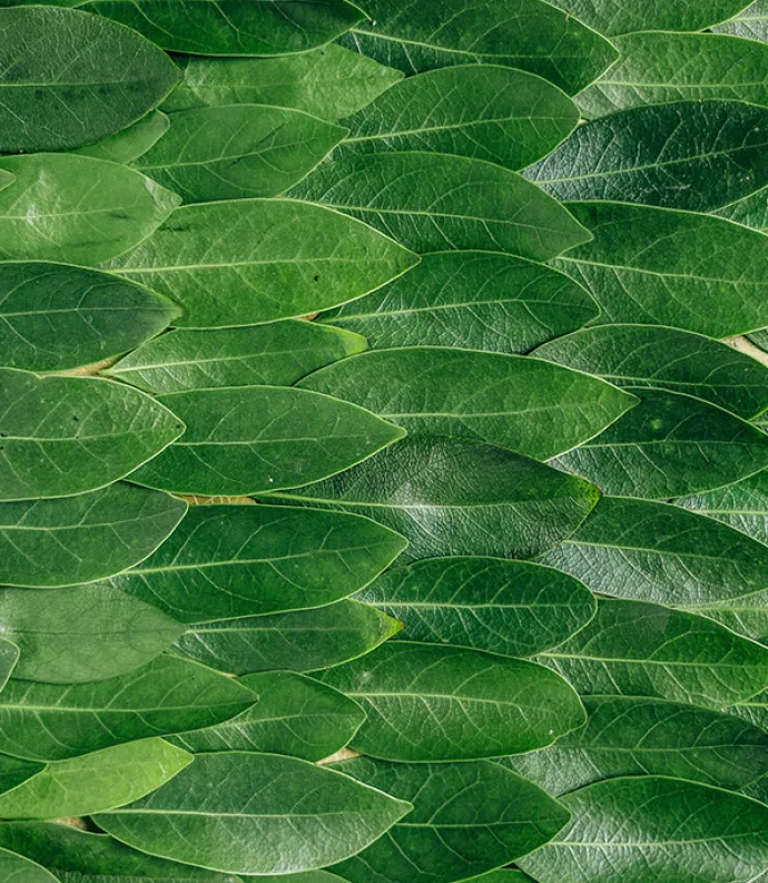 Overlapping Leaves