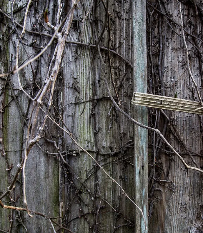wooden wall with dead vines
