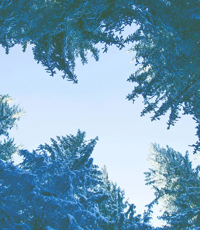 snowy trees