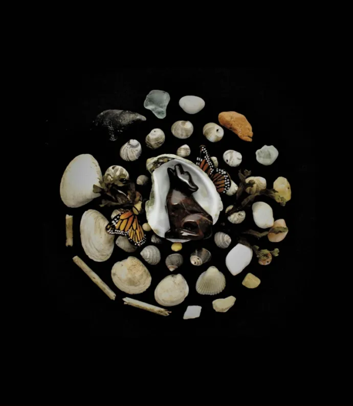 stones and shells with black background