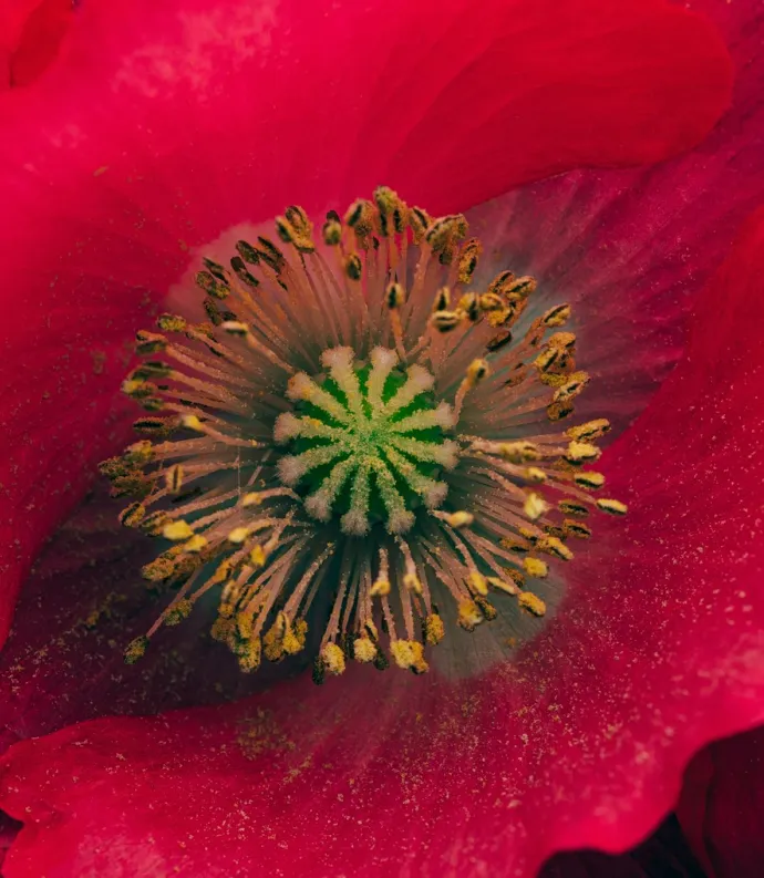 Photo of red poppy by Timothy Dykes for Unsplash