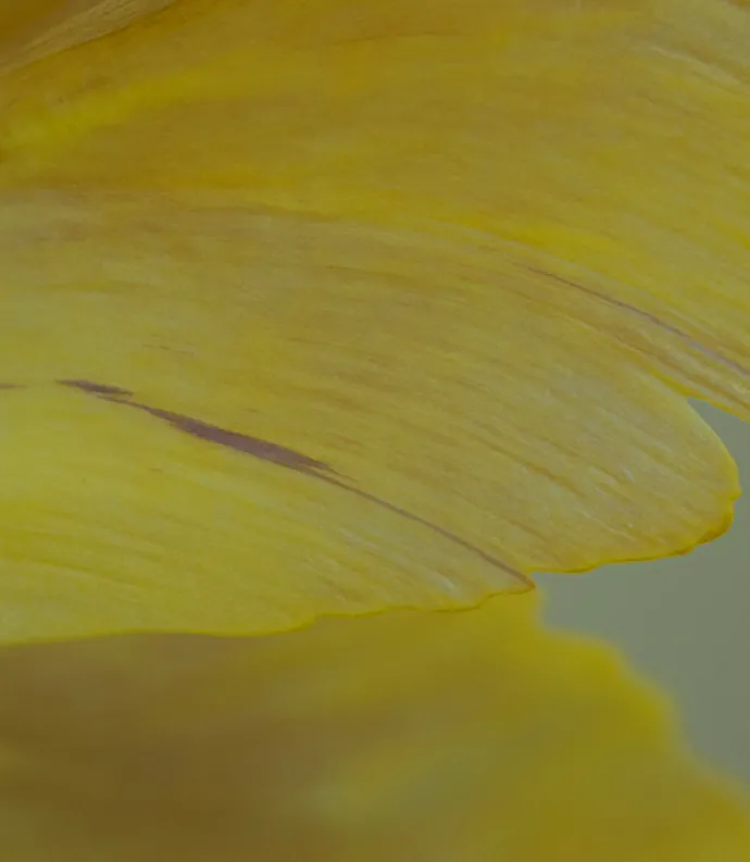 Close up of yellow tulip