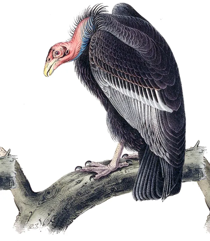 turkey vulture