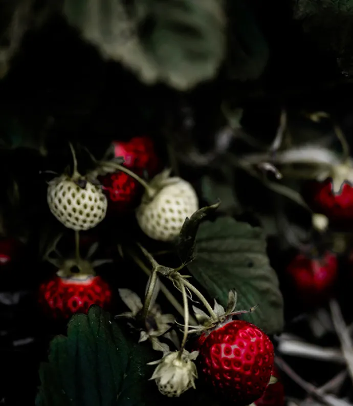 Wild Strawberries