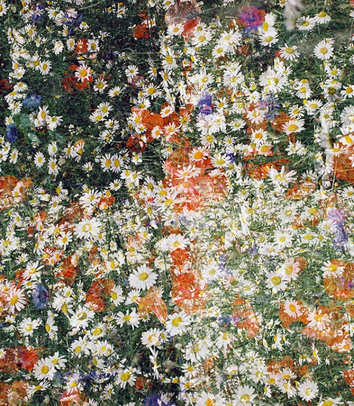 wildflowers