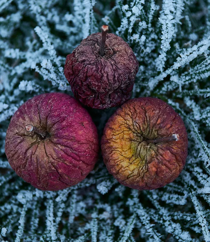 winter apples