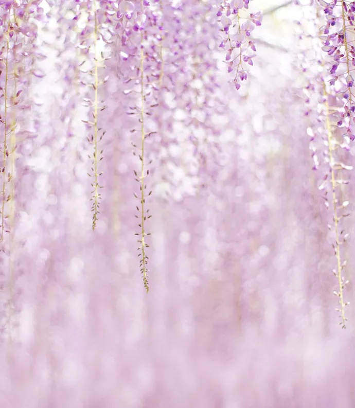 wisteria